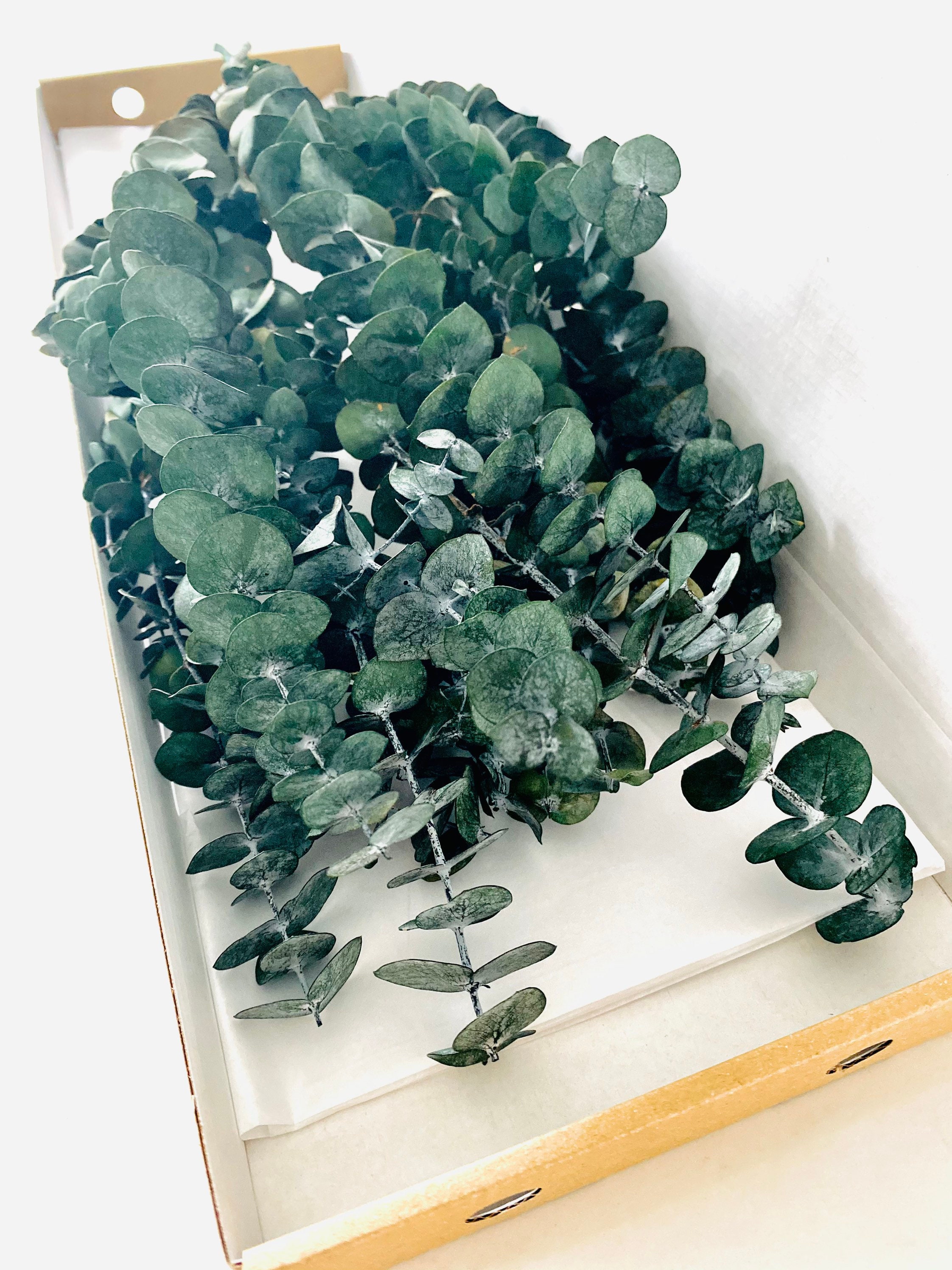 Green Baby Blue Eucalyptus Preserved Eucalyptus Dried Etsy