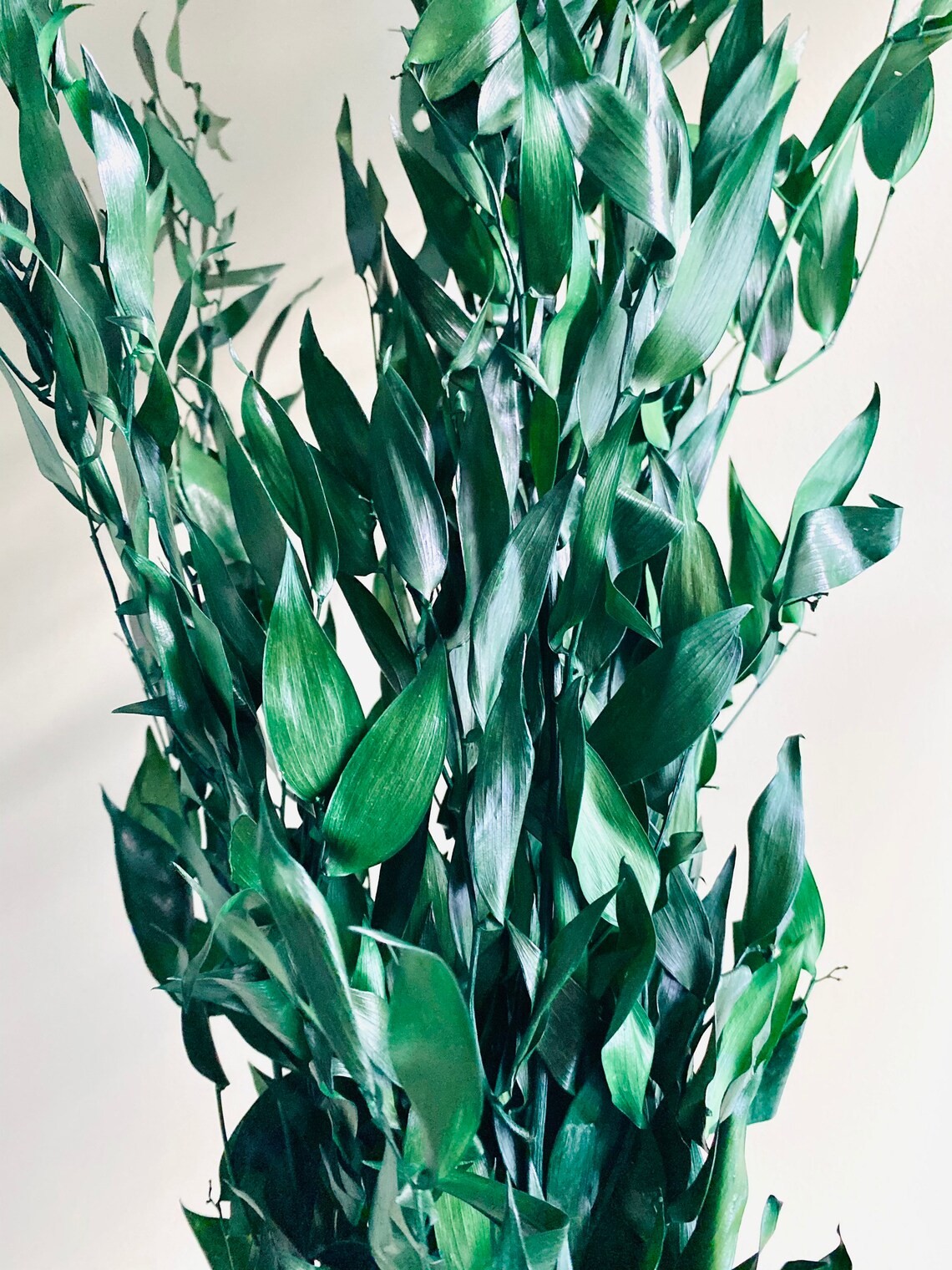 Green Italian Ruscus Dry Italian Ruscus Dried Ruscus Dried Etsy