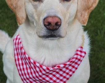 red gingham dog bandana