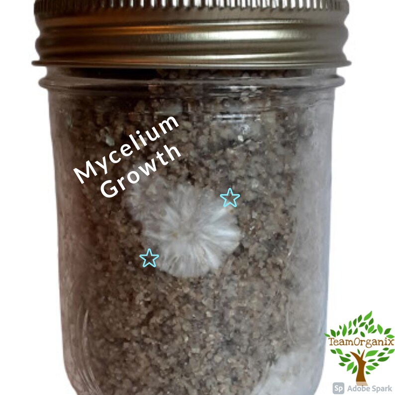 BRF Jar PF Tek Inoculation Jar Mushroom Grow Jar Mushroom Etsy