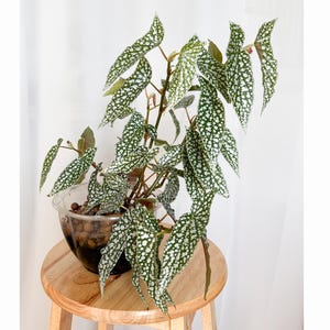 May include: A Begonia maculata plant in a clear plastic pot, with green leaves covered in white spots. The plant sits on a small, round wooden stool. The background is a plain white curtain. The plant's leaves are long and slender.