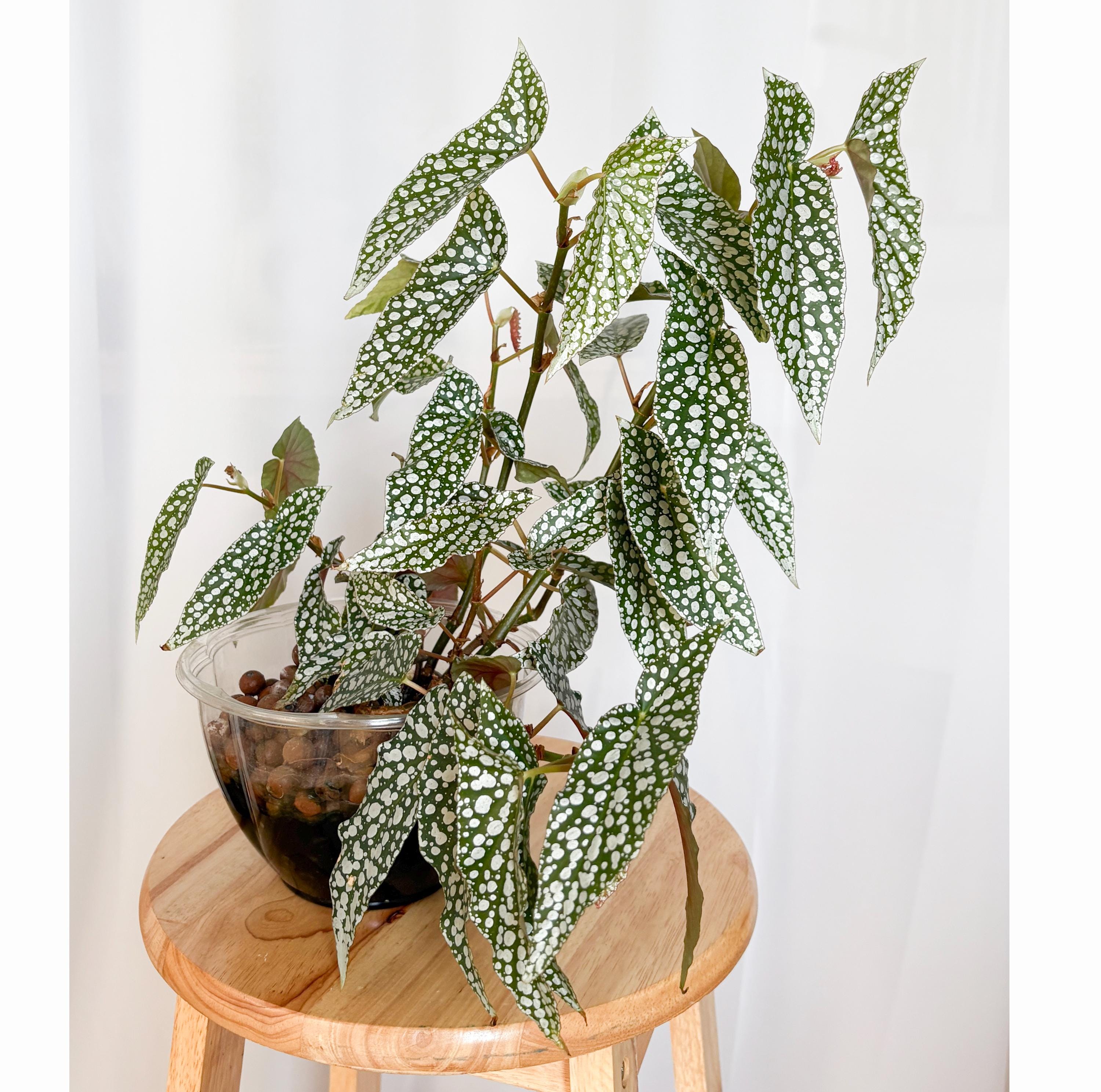 Rare begonias - Etsy 日本