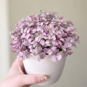 May include: A Callisia repens plant with small, variegated leaves in shades of pastel pink, white, and light green. The plant is densely packed and rounded, growing in a smooth, matte, off-white ceramic pot with a tapered, rounded base.
