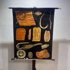 Può includere: Grafico didattico vintage con illustrazioni dettagliate di campioni biologici su sfondo nero. Il grafico include diagrammi di cellule, tessuti e altre strutture microscopiche, con una lente d'ingrandimento. Il grafico è montato su un supporto di legno.