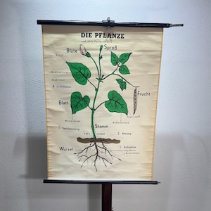 Può includere: Grafico botanico vintage in tedesco intitolato "DIE PFLANZE", raffigurante l'anatomia e le funzioni di una pianta. Il grafico presenta un'illustrazione dettagliata di una pianta con parti etichettate come radici, fusto, foglie e frutti.