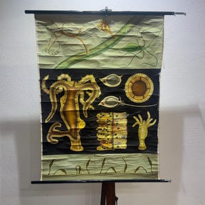 Könnte beinhalten: Vintage Lehrtafel mit detaillierten Illustrationen des Meereslebens. Die Tafel ist in Abschnitte mit einem schwarzen und grünen Hintergrund unterteilt. Die Illustrationen zeigen verschiedene Meeresbewohner in Gelb-, Braun- und Grüntönen, montiert auf einem Holzständer.