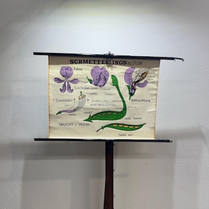 Könnte beinhalten: Vintage Lehrtafel mit deutschem Text, die den Lebenszyklus einer Blume darstellt. Die Tafel zeigt detaillierte Diagramme von Blumenteilen, einschließlich Blütenblättern, Staubblättern und Stempeln, mit einer Biene. Die Tafel ist auf einem Holzständer montiert.
