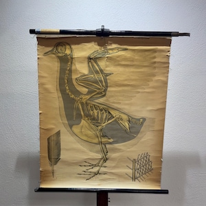 Könnte beinhalten: Vintage Lehrtafel mit dem Skelett eines Vogels, detaillierte Knochenillustrationen und eine Feder. Die Tafel ist auf gealtertem Papier gedruckt und auf einer schwarzen Holzstange montiert, was eine klassische wissenschaftliche Illustration darstellt.