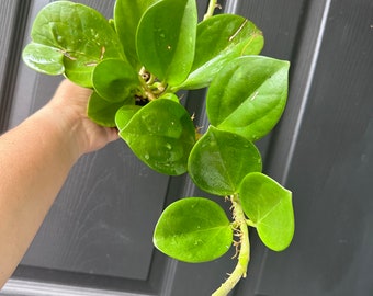 Hoya subquintuplinervis (pachyclada)