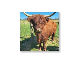 Scottish Highland Cow "Goldie" Horizontal Stretched Canvas (1.5)