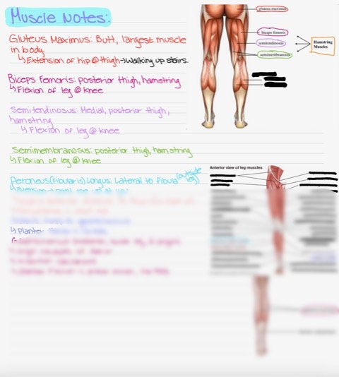 Muscular System notes | Etsy