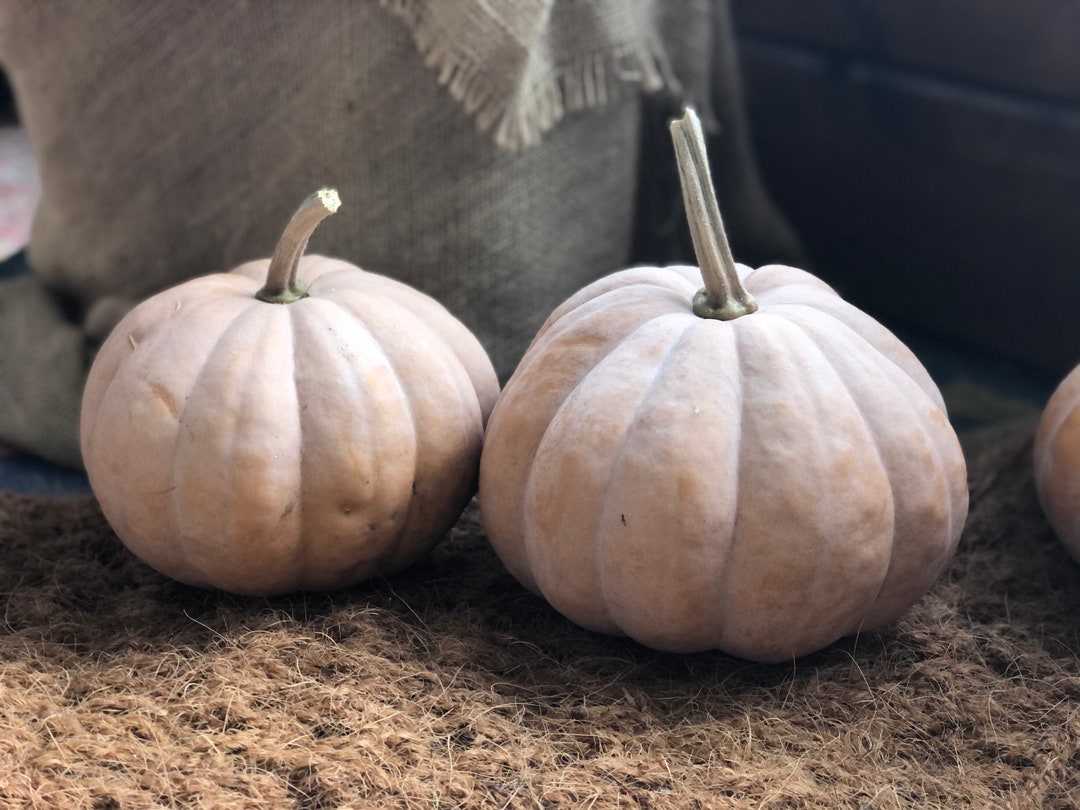 Seminole Pumpkin Seeds 12 Seeds Etsy