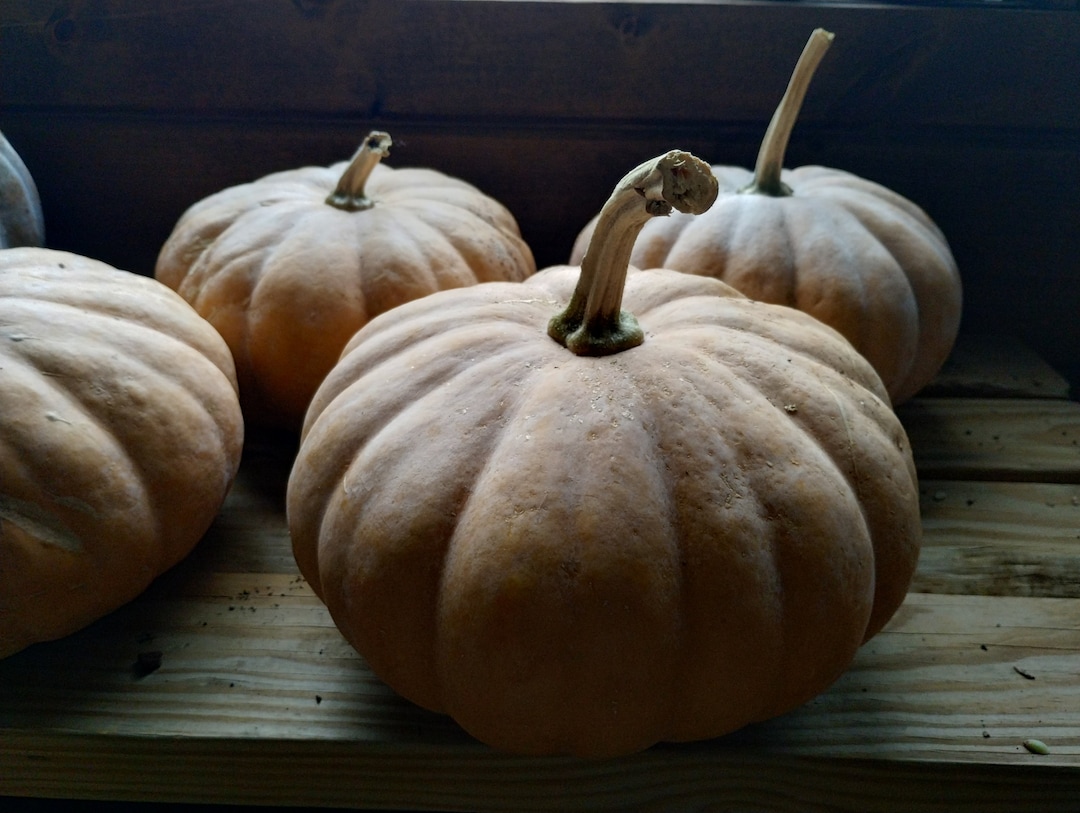 Seminole Pumpkin Seeds, 12 Seeds Etsy