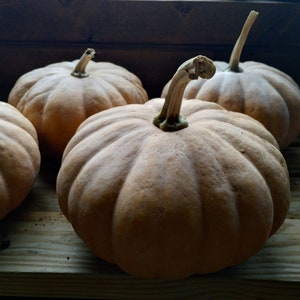 Seminole Pumpkin Seeds, 12 seeds