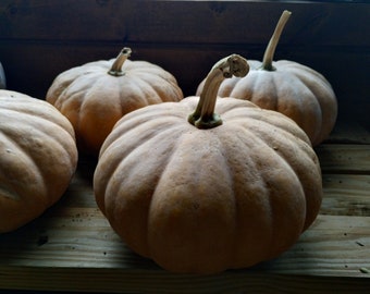 Seminole Pumpkin Seeds, 12 seeds