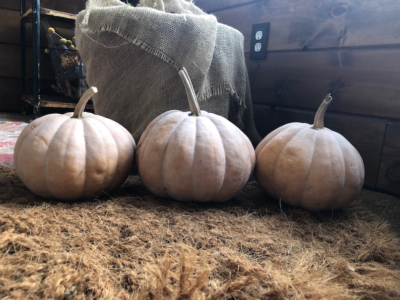 Seminole Pumpkin Seeds 12 Seeds Etsy