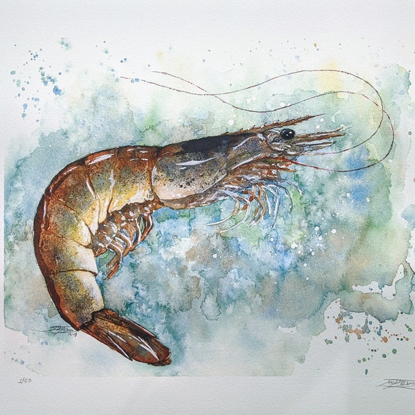 Coastal Shrimp, watercolor, giclee print, art print, southern shrimp, coastal living, decor art