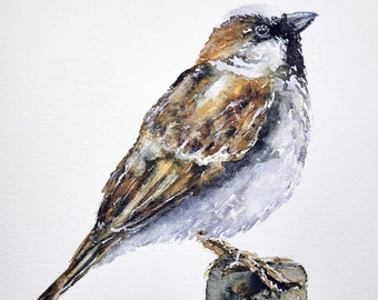 Sparrow Study, Not A Print!, Original Watercolor, house sparrow, bird painting, bird art, watercolor bird, sparrows, backyard birds