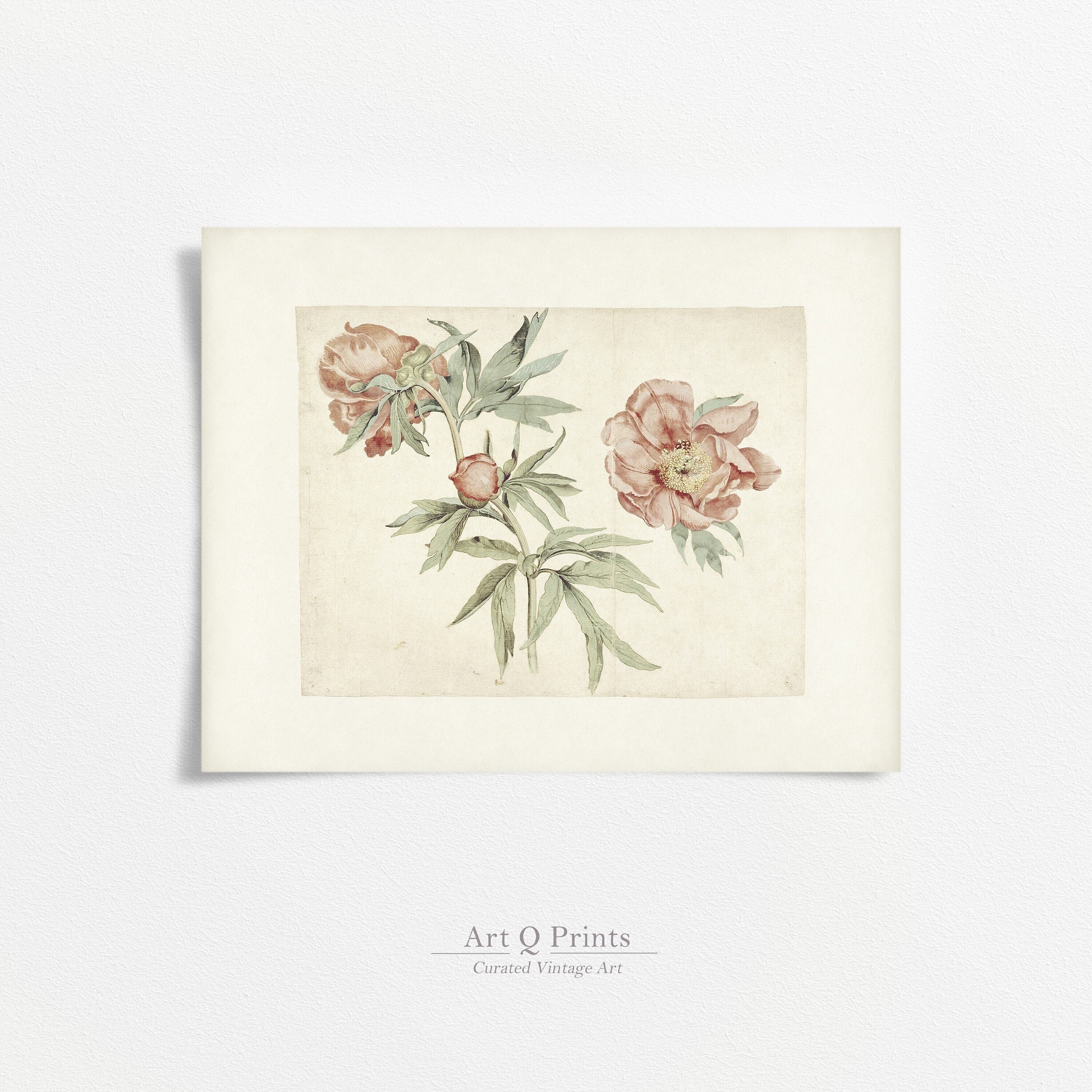 Peony Art Print, Watercolor Painting, Vintage Wall Art Decor, Farmhouse Decor, Light Aesthetic, Gift, INSTANT DONNLOAD