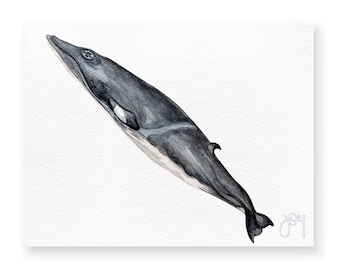 Balaenoptera acutorostrata · Minke whale ·  Minke whale ·  Rorcual aliblanco