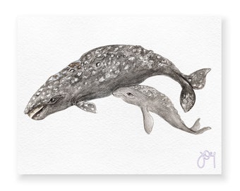 Eschrichtius robustus · Grey whale · Gray whale · Ballena grey