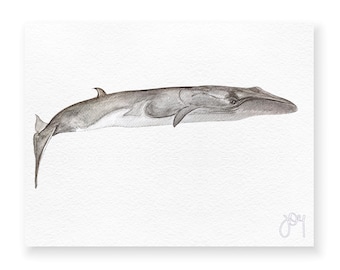 Balaenoptera physalus· Fin whale · Fin whale · rorcual común