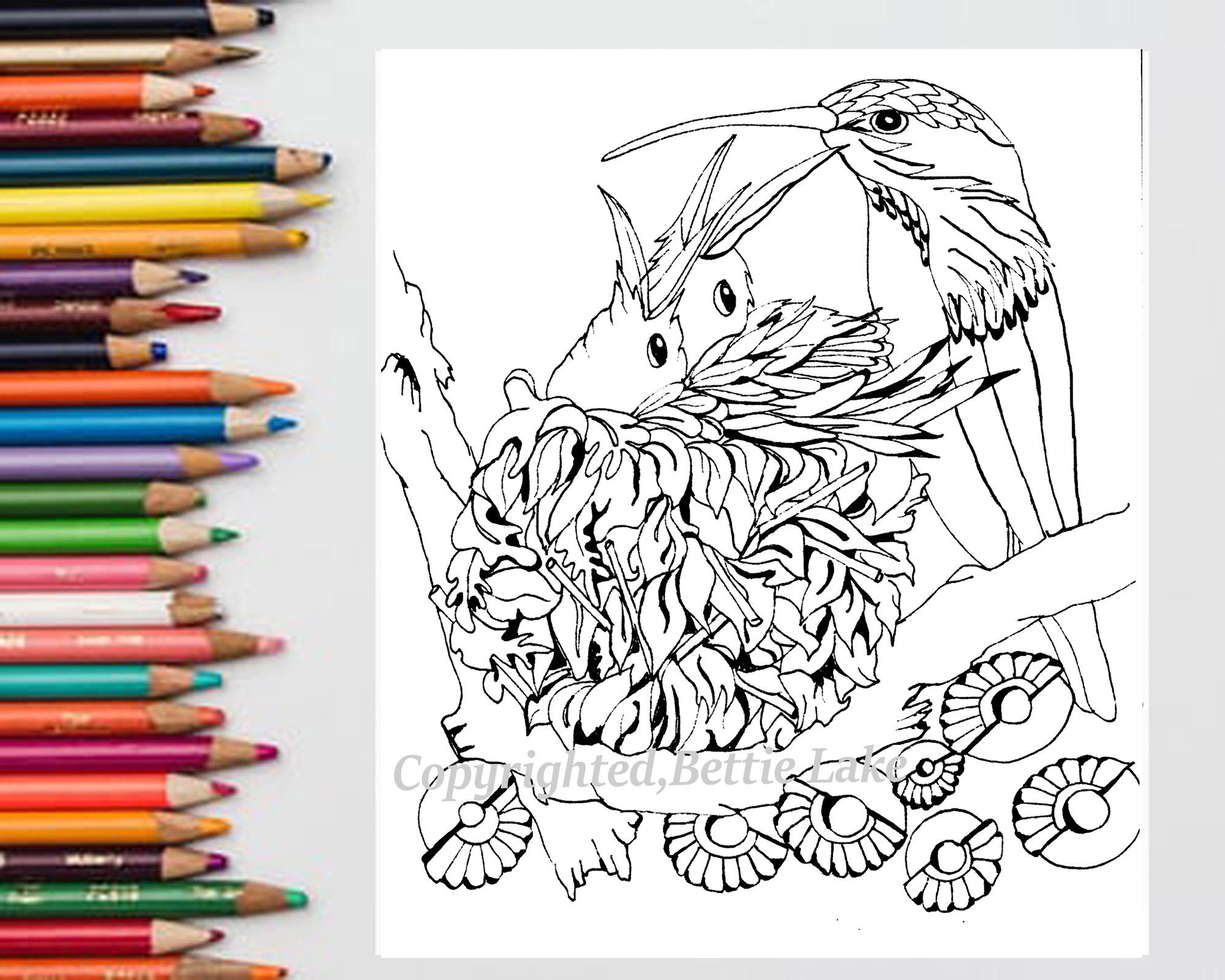 Hummingbird Nest Coloring Pages