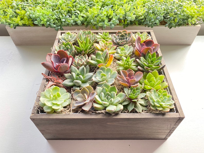 floral condolences Wooden Pot *Free Shipping* sympathy gift Our Deepest Condolences Succulent Arrangement Gift Box