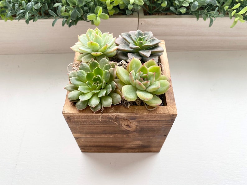 floral condolences Wooden Pot *Free Shipping* sympathy gift Our Deepest Condolences Succulent Arrangement Gift Box