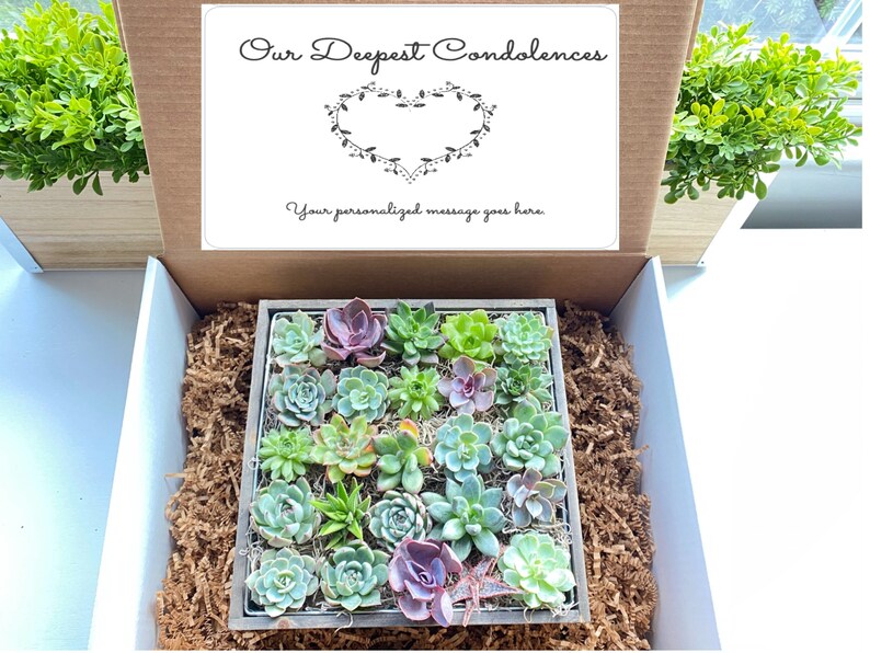 floral condolences Wooden Pot *Free Shipping* sympathy gift Our Deepest Condolences Succulent Arrangement Gift Box