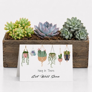 Succulent Get Well - Etsy