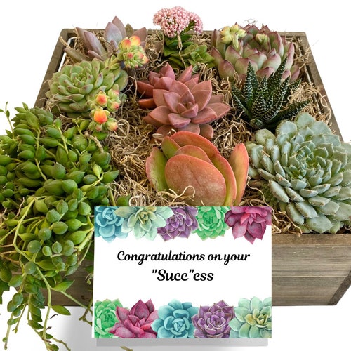 New Job Gift | Congratulations buy On Your Succ'ess | Promotion Gifts | Succulent Gift | Succulent Arrangement | Plant Lovers Gift Delivered