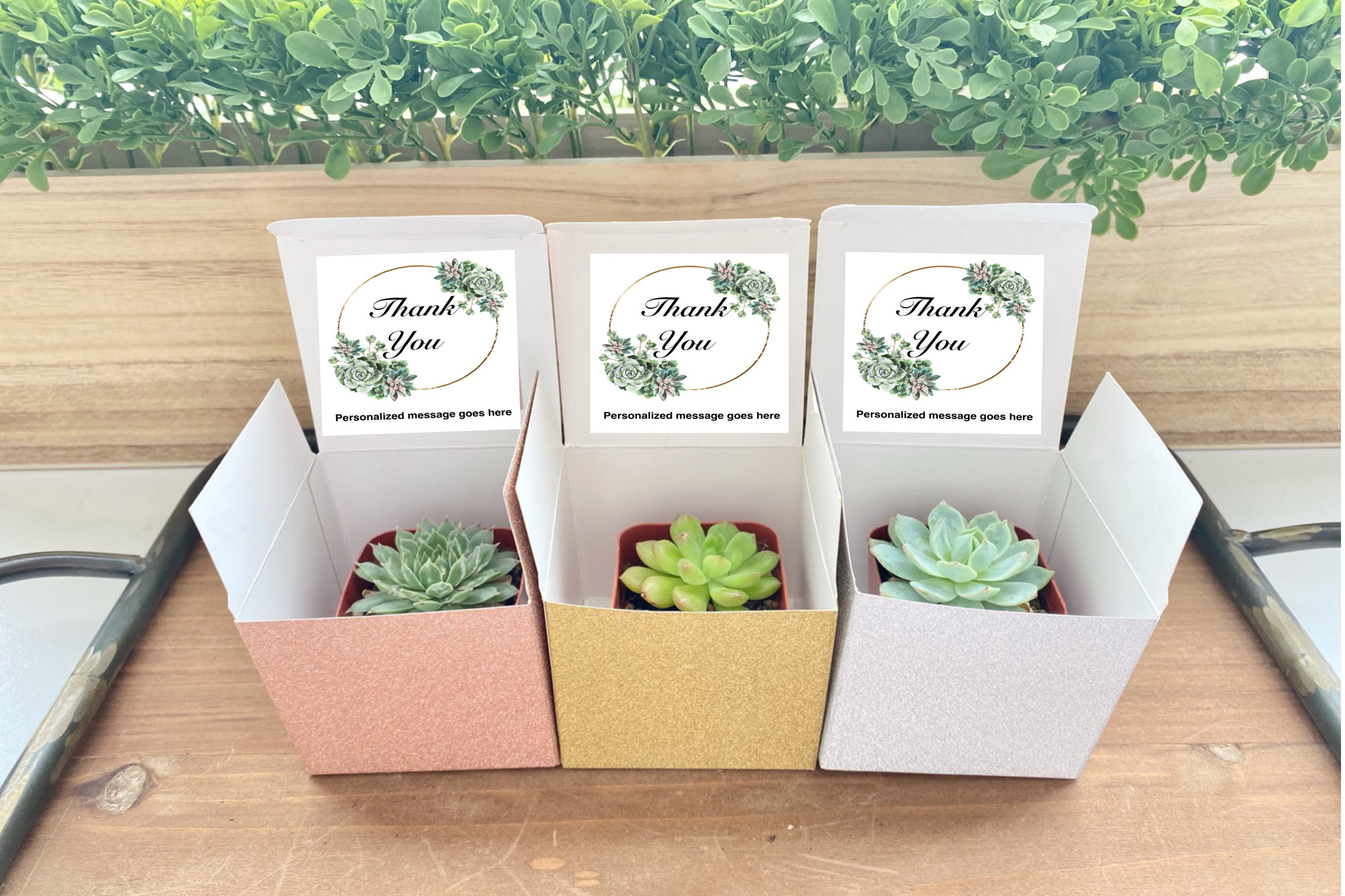 Thank You Succulent Party Favors Bulk bridal shower Etsy
