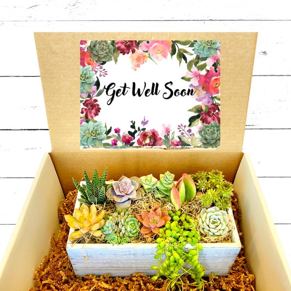 Gifts get Well Soon Succulent Gifts Get Well Etsy