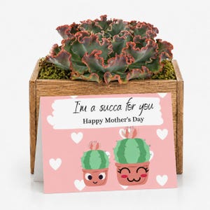 succulen SWEET SUCCULENTS | Fragrance Oil