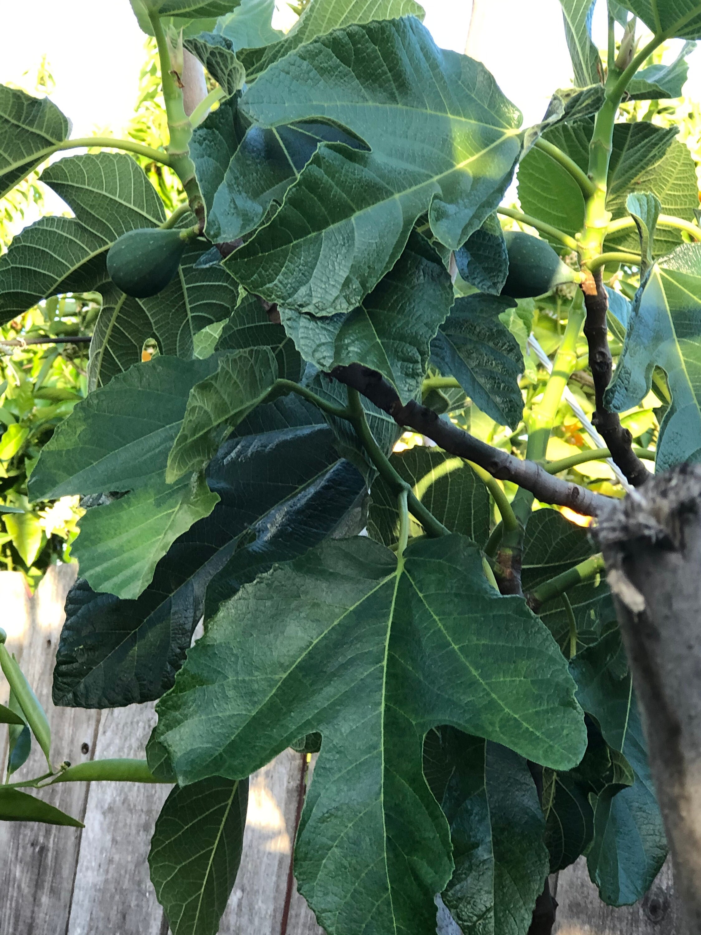 Organic Natural Fresh Fig Leaves from tree 30 Leaves without Etsy