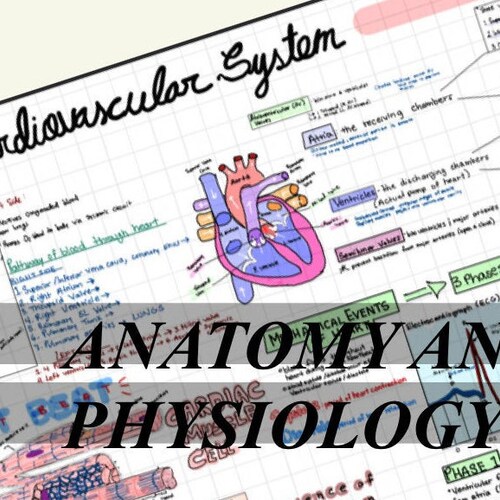 Cardiovascular Physiology Notes Anatomy and Physiology Etsy