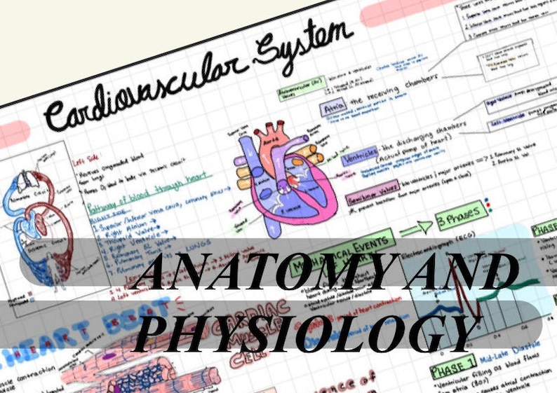 Anatomy and Physiology Notes- Cardiovascular System - Etsy