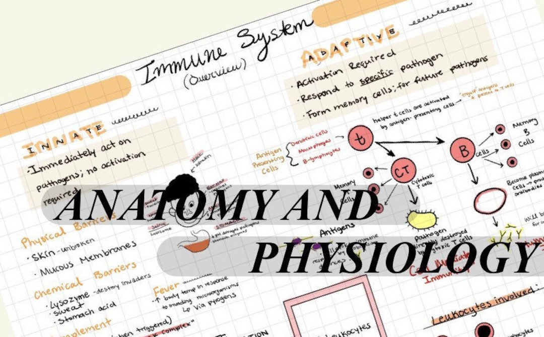 Anatomy and Physiology Notes- Immune System (overview) - Etsy