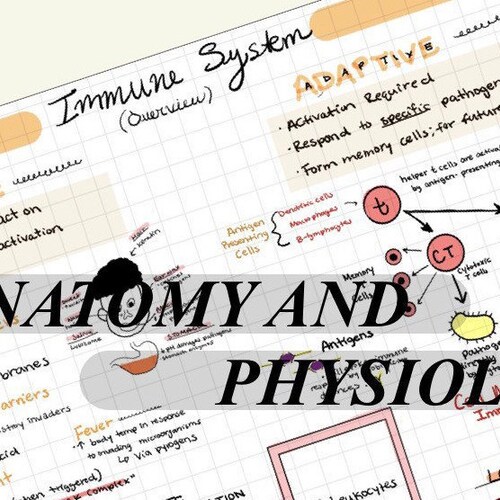 Anatomy and Physiology MITOSIS Etsy