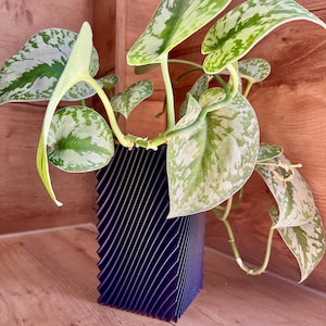 Vaso moderno ed elegante per fiori secchi, erba della pampa, eucalipto; sostenibile, impermeabile (opzionale); disponibile in diverse dimensioni e colori; realizzato a mano.