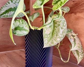 Jarrón moderno y elegante para flores secas, hierba de la pampa y eucalipto; sostenible, opcionalmente impermeable; disponible en varios tamaños y colores; hecho a mano.