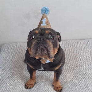 Chapeaux Pawty Chapeaux de fête Chapeaux de fête pour chien Chapeaux de célébration Chapeaux d'anniversaire Chapeau bébé Chapeau de fête pour enfants Chapeau Smash Gâteau image 7