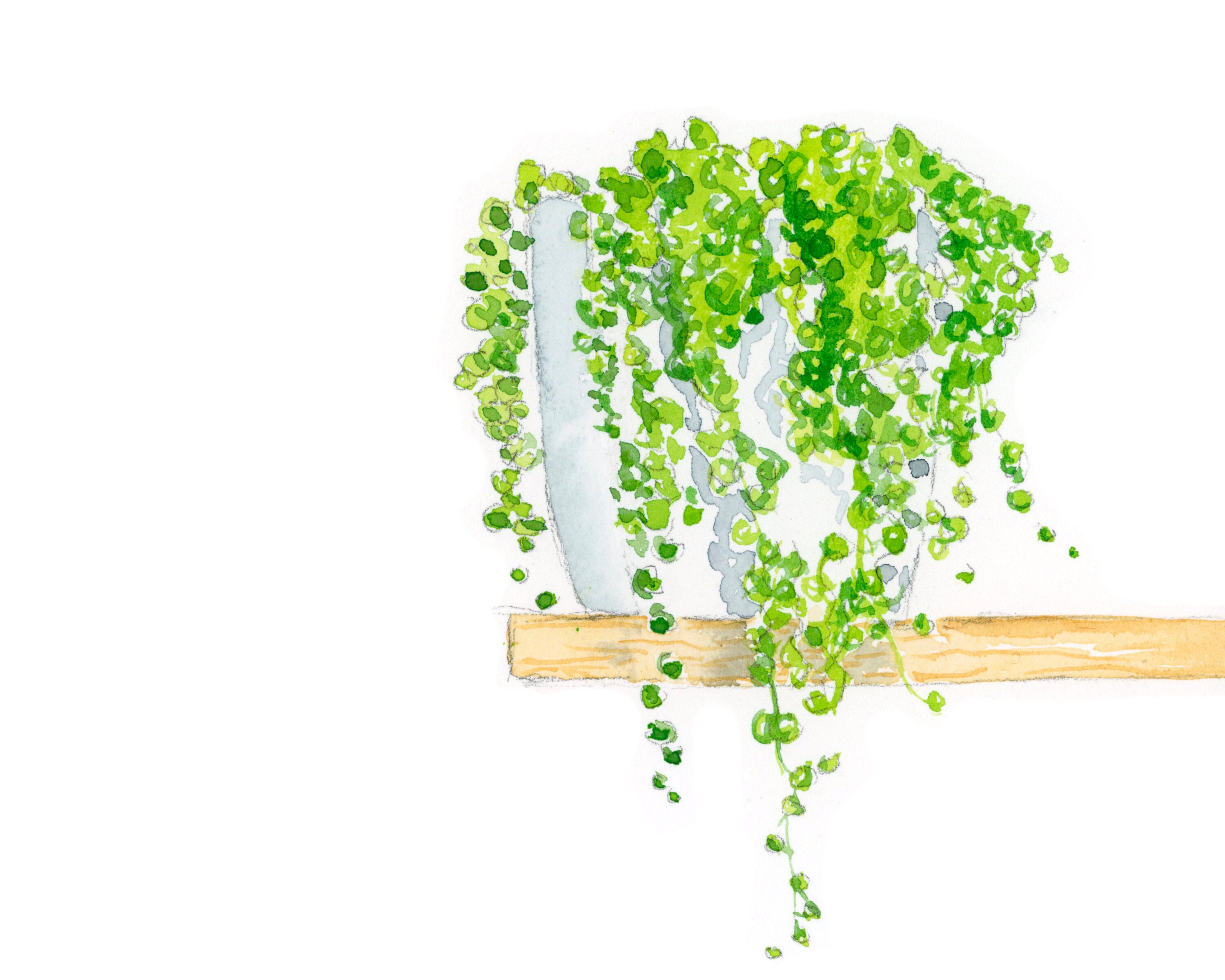 String of Pearls Succulent Botanical Fine Art Print Etsy