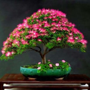 Pink Persial Silk Tree Bonsai seeds, best gift for him her mom dad, indoor outdoor home decor birthday gifts DIY flowering plants gardening