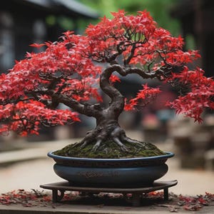 May include: A Japanese maple bonsai with striking red leaves. The tree features a gnarled trunk and branches, set in a blue ceramic pot on a wooden stand. Fallen leaves are scattered around the base, creating a serene scene.