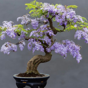 Purple Blue Bonsai Tree seeds, home decor best gift for him her mom dad teacher gifts flowering house plants birthday DIY gardening