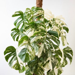 Può includere: Una pianta di Monstera variegata con foglie bianche e verdi che cresce in un vaso nero su un supporto in metallo nero. La pianta è sostenuta da un palo di muschio.