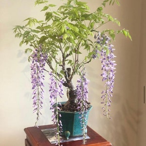 Wisteria Living Room Bonsai Tree seeds, best gift for him her mom dad home decor teacher flowering house plants DIY organic gardening
