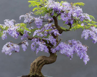 Purple Blue Jacaranda Bonsai Tree seeds, easy to grow, best gift for him & her, Grow your own mini tree, gardening, educational, home decor